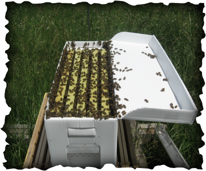 Nucs this year can be Purchased Through To Bee or Not Bee 5 Frame Honey Bee Nuc With Italian Queen